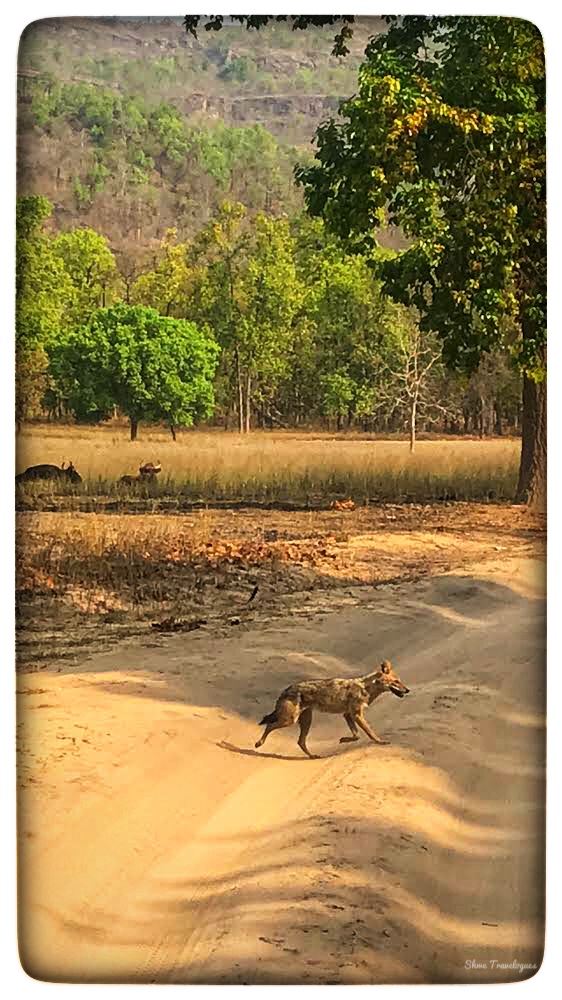 An image of a jackal on the road in Bandhavhgarh National Park