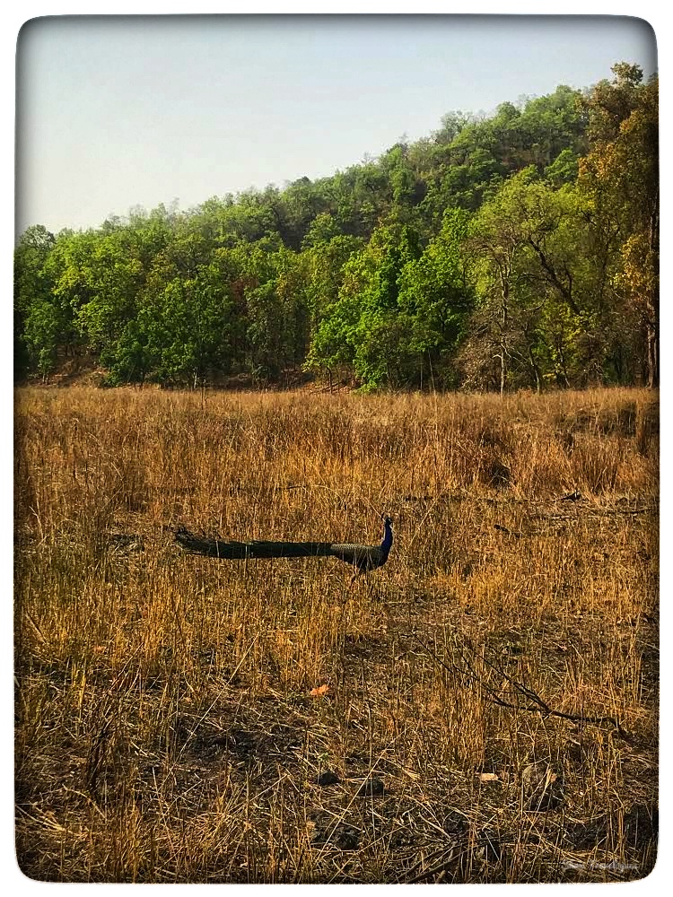 An image of a peacock in Bandhavgarh National Park