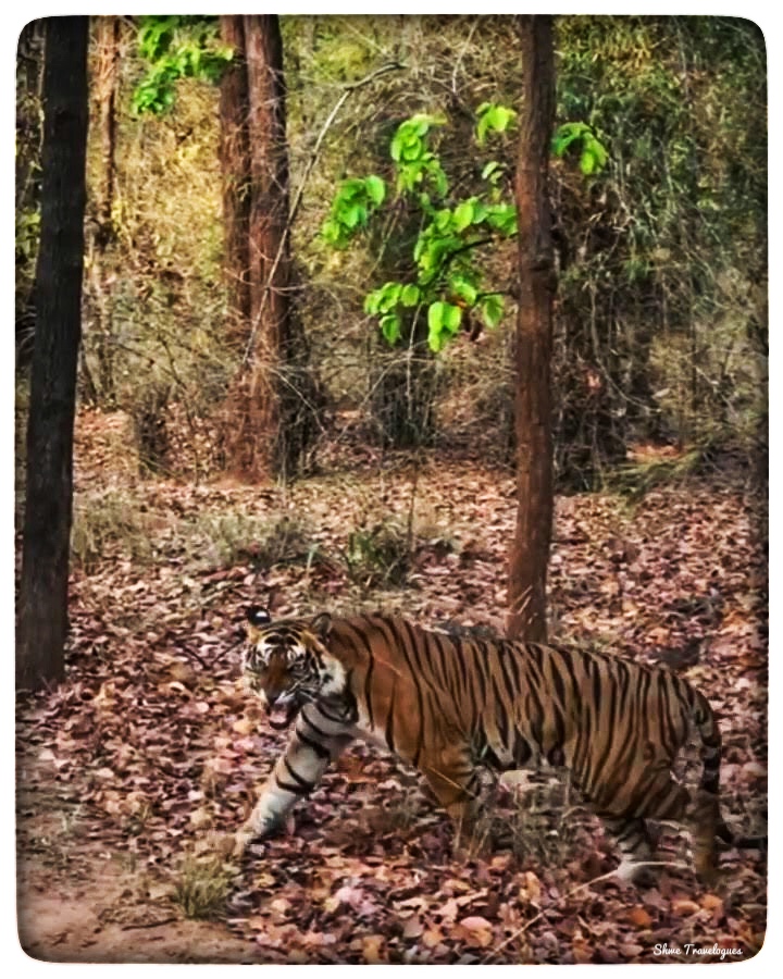 Bandhavgarh National Park - Spotting the tiger amidst forests