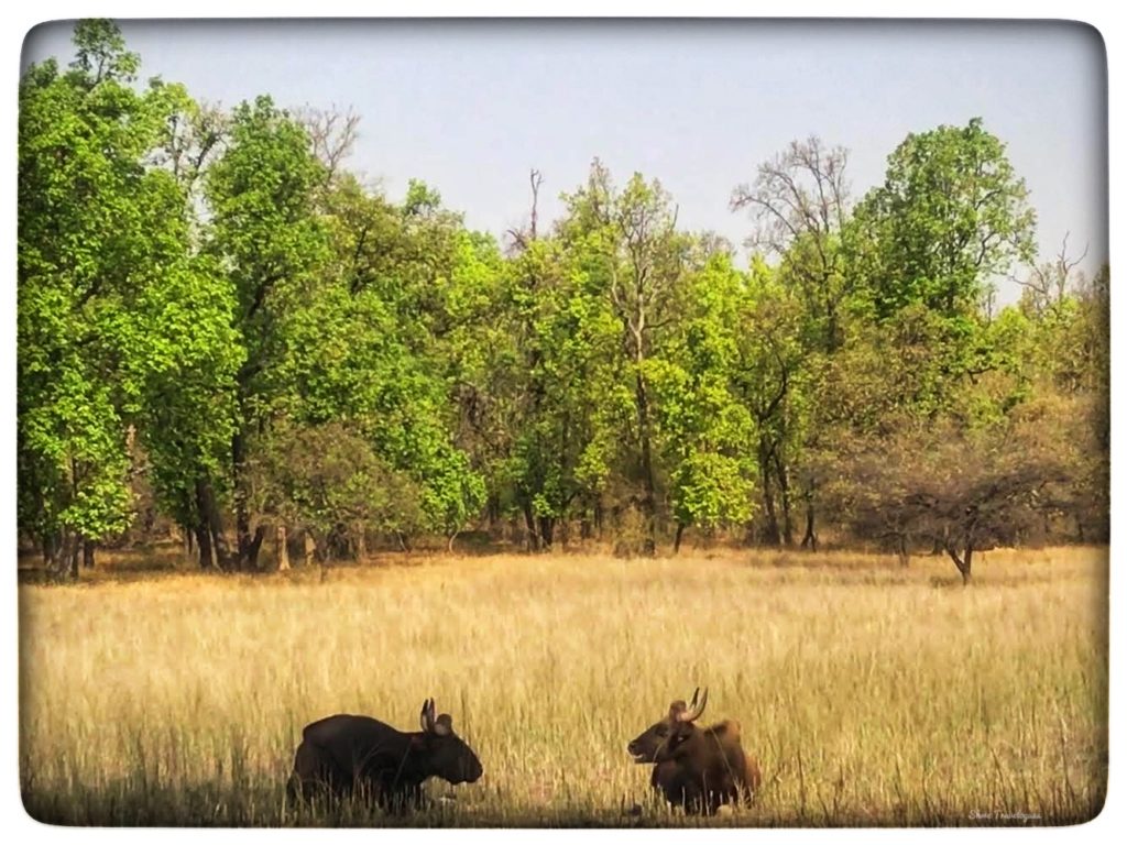 An image of bisons in Bandhavgarh National Park