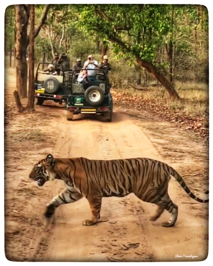 An image of Tiger Spotting - Bandhavgarh National Park