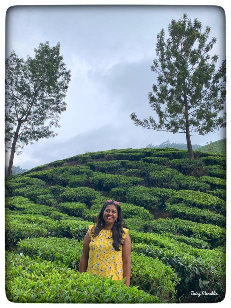 View of the Tea Gardens, Munnar, Kerala