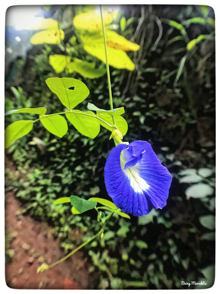 Flowers from Periyar Spice Garden