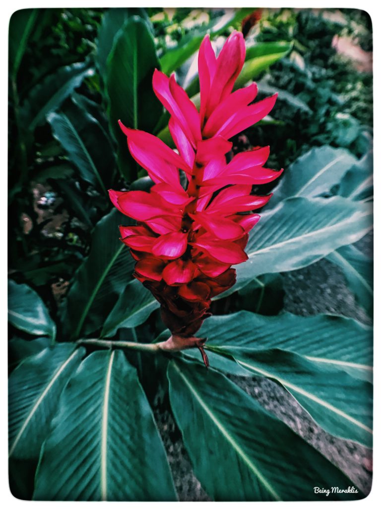 Pictures of flowers from Periyar Spice Garden, Kerala