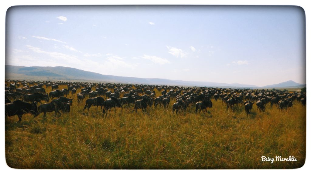 Kenya Safari Wildebeest image